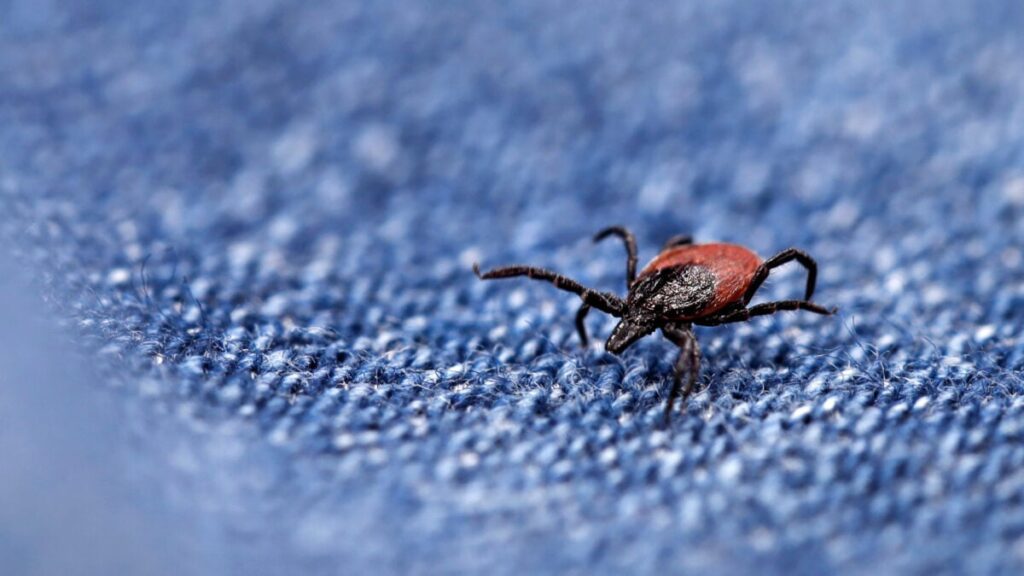 Hot Tick Summer Is Here. Here’s What You Need to Know and How to Stay Safe