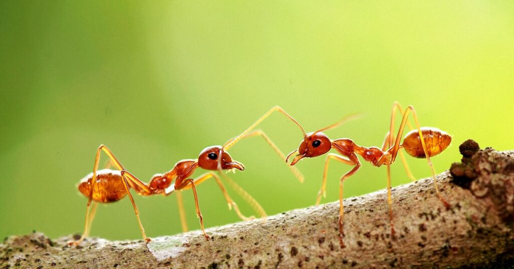 Government Staffing Cuts Have Fueled an Ant-Smuggling Boom