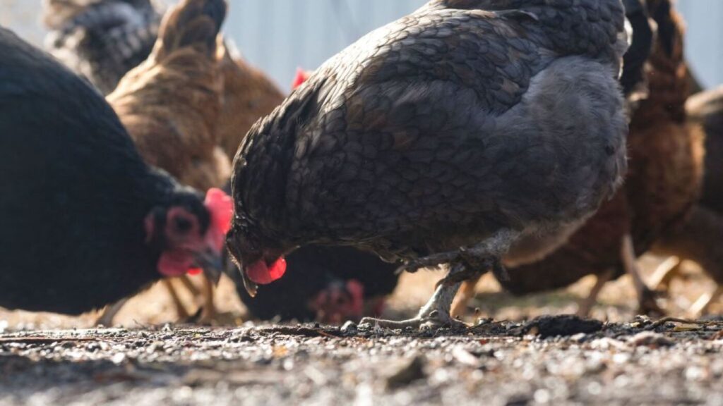 Bird flu surges among poultry amid a scaled back federal response : Shots